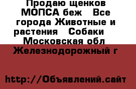 Продаю щенков МОПСА беж - Все города Животные и растения » Собаки   . Московская обл.,Железнодорожный г.